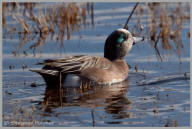 American Wigeon