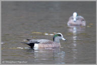 American Wigeon