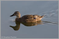 Blue-winged Teal