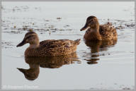 Blue-winged Teal