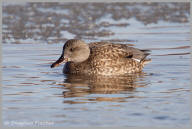 Gadwall