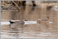 Gadwall