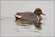 Green-winged Teal