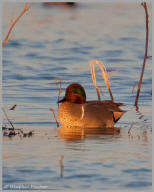 Green-winged Teal