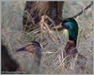 Mallard duck