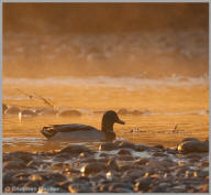 Mallard