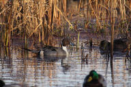 Northern Pintail