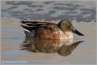 Northern Shoveler