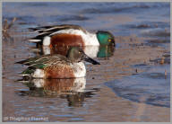 Northern Shoveler