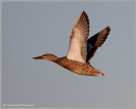 Northern Shoveler