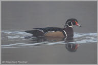 Wood Duck