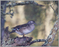 Wood Duck