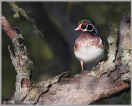 Wood Duck