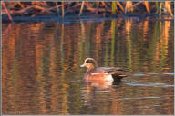 American wigeon