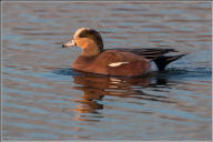 American wigeon