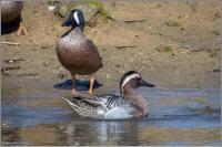 blue-winged teal