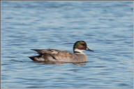 Falcated duck