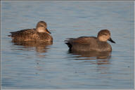 Gadwall