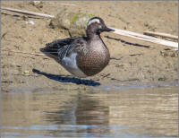 garganey