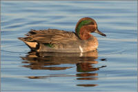 green-winged teal