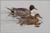 Northern pintail