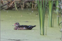 wood duck