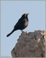 Brewer's Blackbird