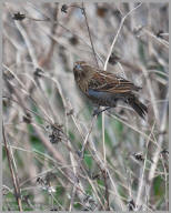 Red-winged Blackbird