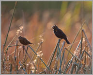 Red-winged Blackbird