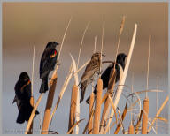 Red-winged Blackbird