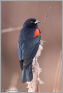 Red-winged Blackbird