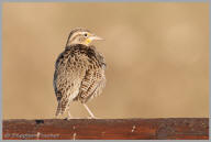 Western Meadowlark