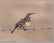 Western Meadowlark