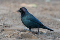 brewer's blackbird