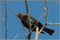 Brown-headed cowbird