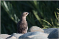 Brown-headed cowbird