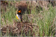 Bullock's oriole