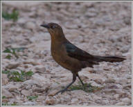 Common Grackle