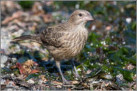 brown-headed cowbird