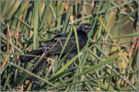 great-tailed grackle