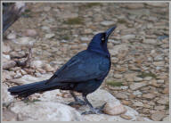 Great-tailed grackle