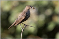 tricolored blackbird