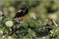 tricolored blackbird