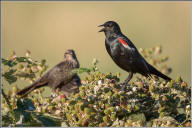 tricolored blackbird