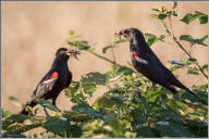 tricolored blackbird