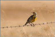 Western meadowlark