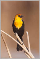 Yellow-headed blackbird