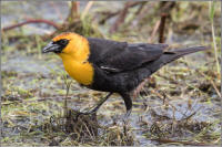 yellow-headed blackbird