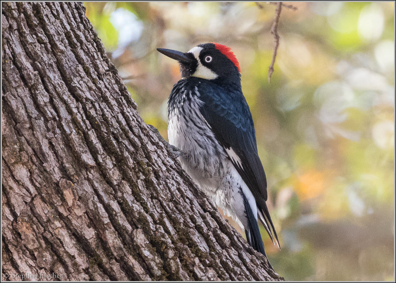 natural enrichment for acorn woodpecker natural enrichment for acorn woodpecker