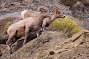 Bighorn on the cliff